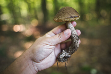 a mushroom picker holds in his hands edible mushrooms found in the forest