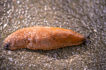 close-up of a Spanish snail (Arion vulgaris) outdoors