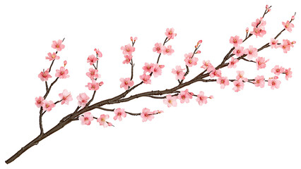 sakura branches - PNG