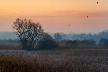 Poranek przed wschodem słońca, Podlasie, Polska © podlaski49