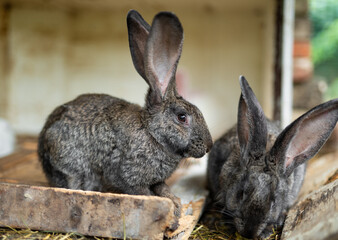 a beautiful grey domestic rabbit is grazing and walking in the enclosure outdoors