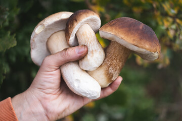 a mushroom picker holds in his hands edible mushrooms found in the forest