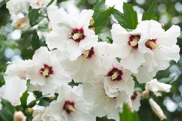 beautiful white Hibiscus flowers on a bush