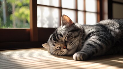 Sleepy Cat Basking in Sunlight