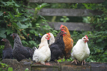 beautiful chickens and roosters outdoors in the yard