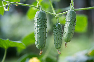 fresh green cucumbers grow in a greenhouse