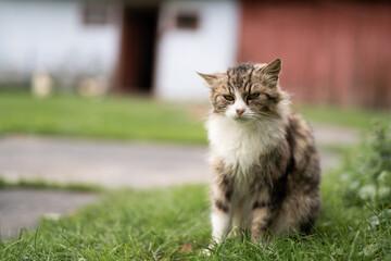 a beautiful fluffy cat washes itself in the yard