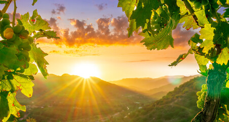 mountain sunset view of beautiful evening landscape from grape wine yard with grape leaves and...