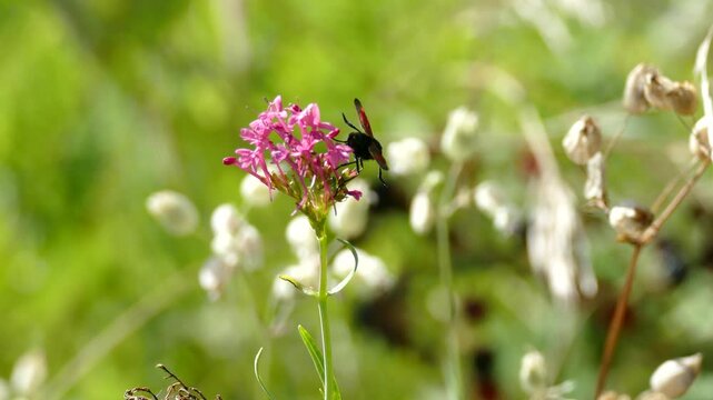 Six-spot Burnet (Zygaena filipendulae) moth moving around on pink flower in Zurich, Switzerland