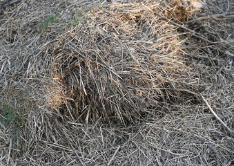 A pile of dried grass rests on the ground, illuminated by the warm light of late afternoon. The natural contours and textures create an interesting visual element in a rural setting