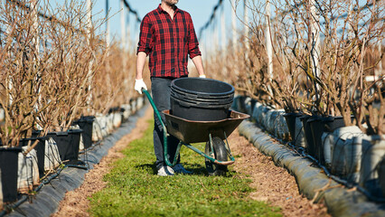 A male gardener working with wheelbarrow and big plastic pots in a blueberries organic farm.