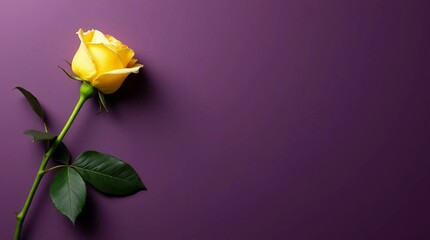 single yellow rose flower on the left side of a smooth purple background
