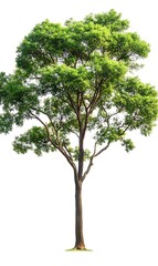 Obraz premium a tree with green leaves