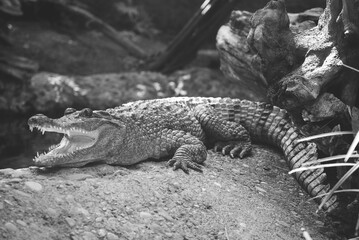 beautiful photo of a large crocodile in the zoo