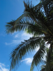 beautiful large tropical palm trees grow on the coast