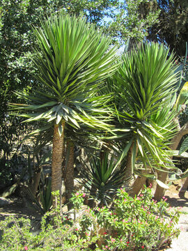 Yucca Aloifolia" Images  Browse 494 Stock Photos, Vectors, and Video |  Adobe Stock