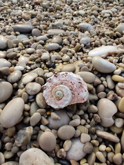 sea shell on pebbles in the middle of the beach on the seashore