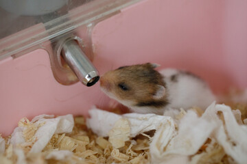 Small baby syrian hamster drinking water indoor