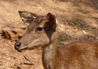 close-up of the head of a beautiful deer