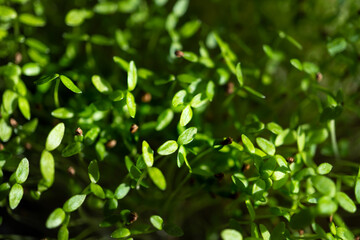 microgreen sprouts close-up