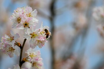 Honey bee collecting pollen from peach blossom in spring, closeup