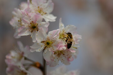 Honey bee collecting pollen from peach blossom in spring, closeup