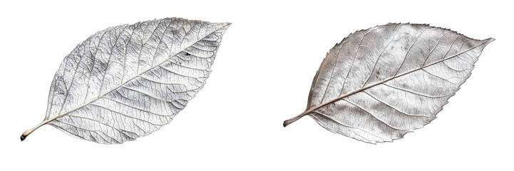 Obraz premium Set of a large silver leaf, isolated on a transparent background.