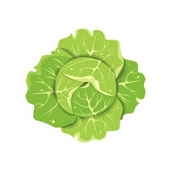 Cabbage isolated on white background. Head of cabbage. White cabbage, fresh, healthy, green vegetable. Vector illustration.
