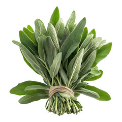 A Bunch of Fresh Sage Leaves Isolated on Transparent Background