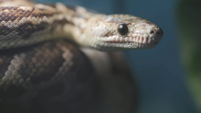 Snake is shown with its head up and its tongue out. The snake is brown and black in color