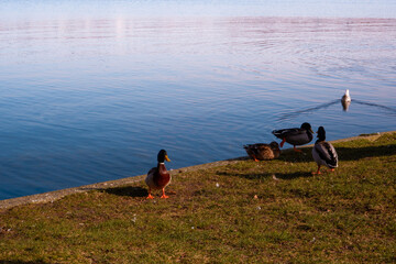 The duck in the city lake or the pound. Animals in The Wild. Ducks on the spring lake in the park