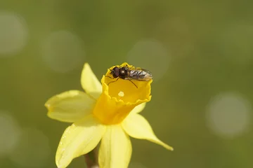  Hoverfly, Spotted Thintail, Meliscaeva auricollis. On yellow flower of daffodil (Narcissus cyclamineus Tête à tête). Spring, march, Netherlands © Thijs de Graaf