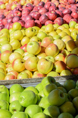 Fresh apples and assorted fruits displayed at a farmers market. Bright red and green apples, alongside oranges, pears, and grapes, create a colorful and inviting selection of seasonal produce.
