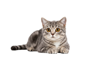 Isolated Silver Dumbbell