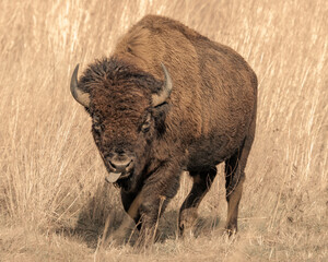 Fototapeta premium Buffalo