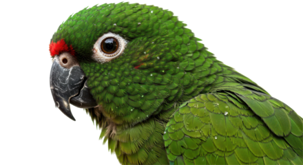 green parrot isolated on white