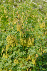 Rote Johannisbeere,  Ribes rubrum, traubige Bl&uuml;tenst&auml;nde