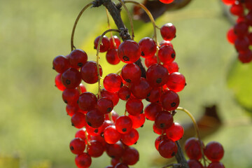 Johannisbeere,  Rote,  Ribes rubrum, reife Früchte