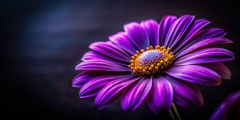 Obraz premium Close-up Purple Flower with Yellow Center, Low Light Photography Stock Photo