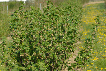 Rote Johannisbeere,  Ribes rubrum, traubige Blütenstände