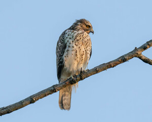 red talk hawk