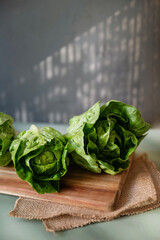 Green Lettuce Salad on shadows background 