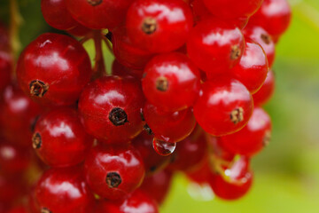 Johannisbeere,  Rote,  Ribes rubrum, reife Beeren