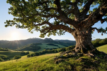 Majestic oak tree in serene mountain landscape at sunrise