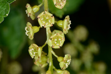 Rote Johannisbeere,  Ribes rubrum, traubiger Blütenstand