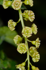 Rote Johannisbeere,  Ribes rubrum, traubiger Blütenstand