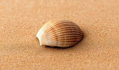 Close-up captures the intricate details of a seashell resting on golden sand, under warm sunlight.