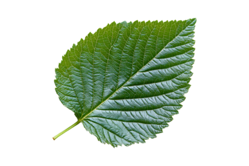 A hazelnut leaf Isolated on White and Transparent Background PNG Image.