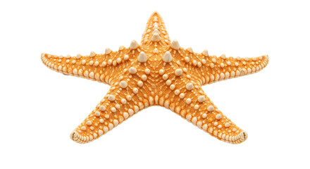 Isolated Orange Starfish
