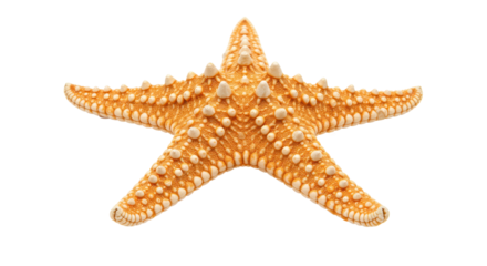 Isolated Orange Starfish